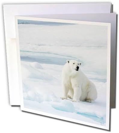 3drose Norveška, Svalbard, paket leda, ženka polarnog medvjeda, Ursus maritimus. - Čestitka, 6 x 6 inča