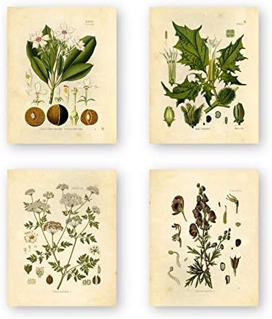Vintage Botanical Prints / Poisonous Plants by Ink Inc. / Set od 4 8x10 Neuramljen