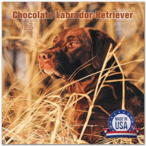 2022 2023 Chocoladol Labrador Retriver Retriver - Mjesečni zidni kalendar - 12 x 24 Otvoreno - Debeli papir bez krvarenja - Podivitelji