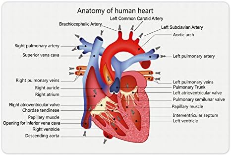 Ambesonne Science prostirka za kućne ljubimce za hranu i vodu, struktura srca anatomija ljudskog tijela organ Venes Kardiologija,