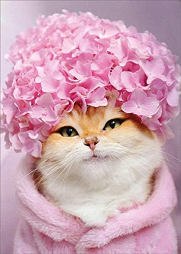 Avanti Press Kitty Cat: pink hortenzija kapa žensko šaljivo : smiješna rođendanska čestitka za ženu: nju